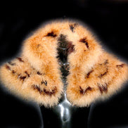 Marabou Feather Cheetah Caplet with Wing Collar